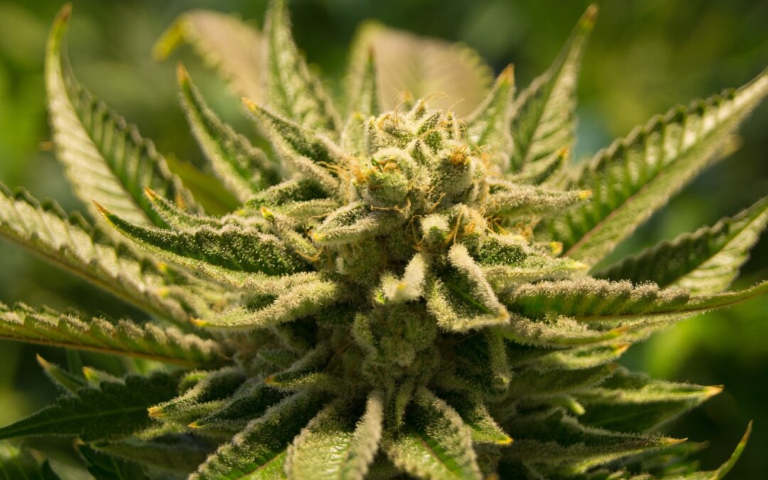 Aleafia Health schließt bisher größten Cannabis-Auftrag ab und gibt Update zu Anlage