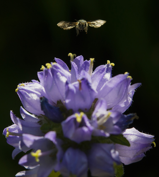 BeeHome by Pollinature schafft Lebensraum für Wildbienen